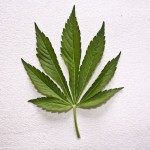 Marijuana Rehab
