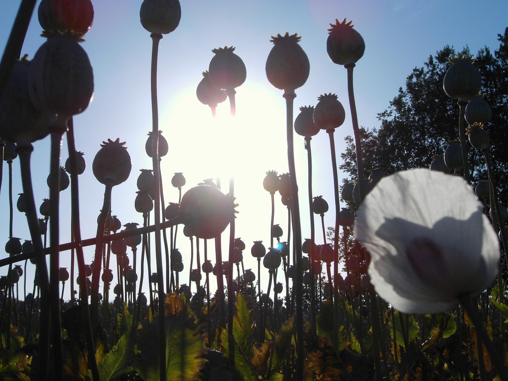 Heroin Poppy Flowers